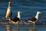 Gentoo Penguin coming ashore