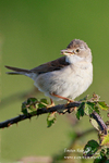 Whitethroat 090612 13