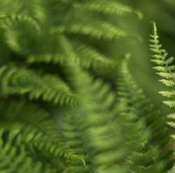 Ferns
