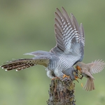 13 Cuckoo Robin fight for grub 21 