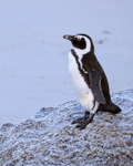 African Penguin resting on rock, Foxy Beach, South Africa
