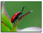 Lily Beetle (Lilioceris Lilii)