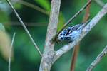 Black-and-white Warbler portfolio