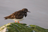 Turnstone