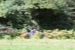 FOM_0771