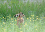 Brown Hare - Lepus europaeus
