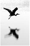 Grey Heron Monochrome 1