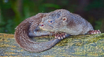 River Otter, Costa Rica