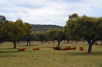 Extremadura dehesa, Spain