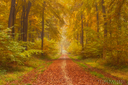 Autumn Track