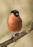Bullfinch
