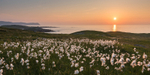 Cottongrass at Dooey