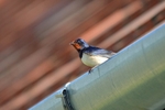 Swallow