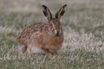 Brown Hare