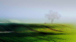 Tree in a cornfield
