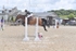 BPP_9339