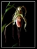 Phragmipedium grande x
