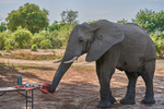 Elephant has a way to go to perfect the tablecloth trick