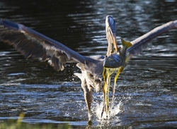 Great Blue Heron _0019