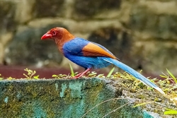 Blue Magpie