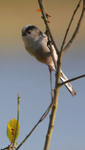 Long Tailed Tit.