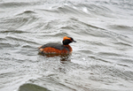 Slavonian Grebe