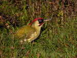 Green Woodpecker