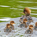 Hooded Merganser Hen and Ducklings