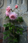 Only a Rose