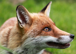 Red Fox_ AGTO186