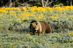 Stop  Smell the Flowers_0729-GTNP