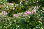 Apple bower