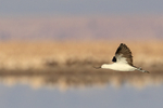 Andean Avocet flying, wings up, Chaxa, Chile