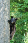 Tree-climbing Black Bear cub, Minnesota, USA