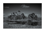 Orange County - Orlando Wetlands Park IV