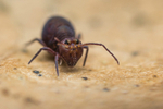 Dicyrtoma fusca