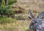 friendly Golden Plover