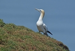 Gannet