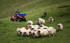 Gathering the Flock