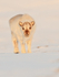 Reindeer calf front, Svalbard, Norway