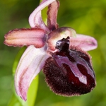 Siponto Ophrys (Ophrys sipontensis) an orchid endemci to the Gargano penisula,