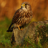 Kestrel perched on a rock