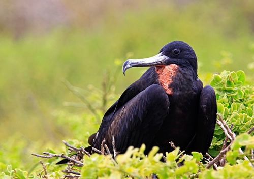 [align=center][size=11][b]Frigate Bird, Genovesa Island (Darwin Bay), Galápagos Islands[/b][/size][/align]