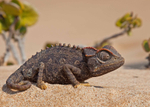 Chameleon in the dunes, Swakopmund Namibia