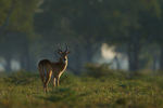 Puku at sunrise