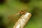 Common Darter