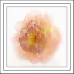 A Rose called Phyllis