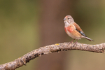 Common Linnet (male), Claret, Spain