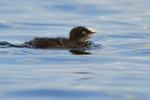 Common Loon chick swimming, Minnesota, USA