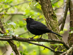 Blackbird